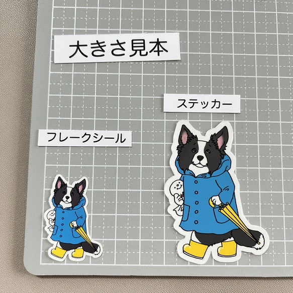 晴れてほしい立ち耳ボーダーコリーさん。106-