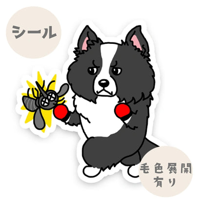 立ち耳ボーダーコリーさんのフィラリア予防。106-