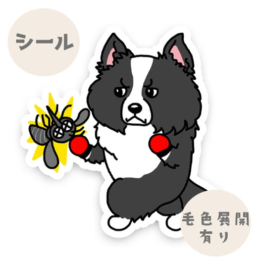 立ち耳ボーダーコリーさんのフィラリア予防。106-