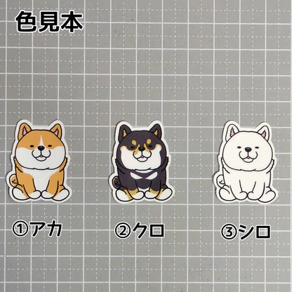 おすわりしてるシバちゃん。39-2