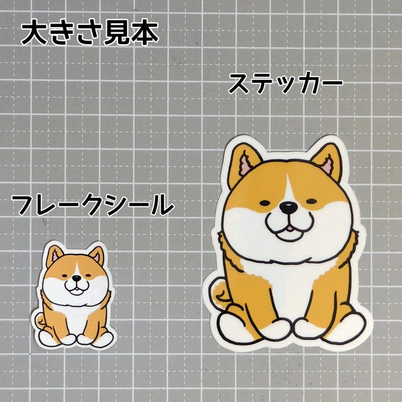 おすわりしてるシバちゃん。39-2