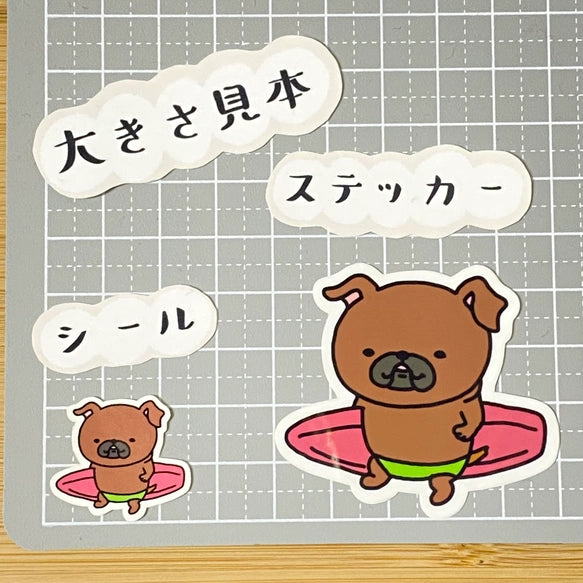 かわいいサーファープチブラバンソン。86-