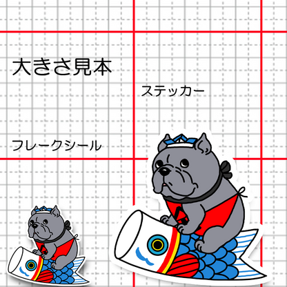 端午の節句のアメリカンブリーちゃん。7-9