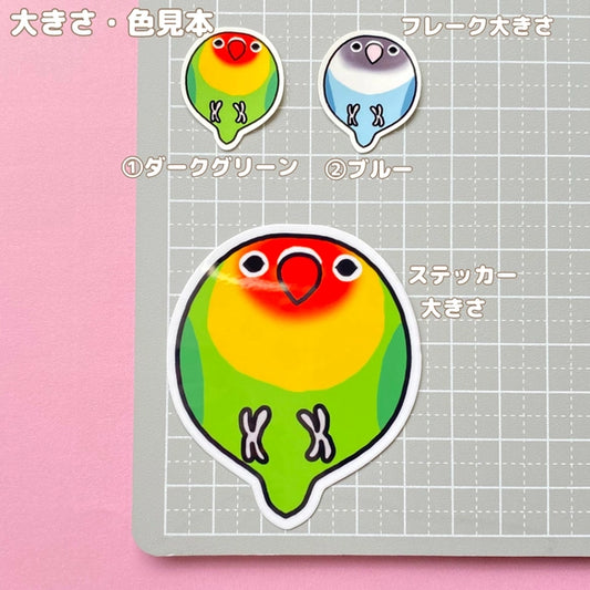 コロコロコボタンインコちゃん。
