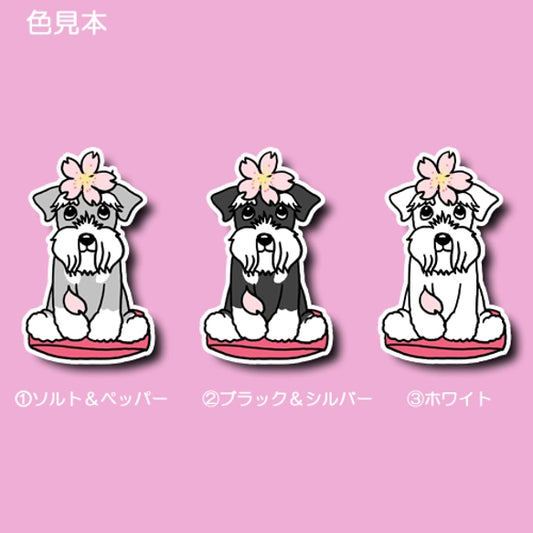 シュナウザーちゃんの春のご挨拶。44-9