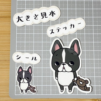 遊んでほしいと思ってるボストンテリアちゃん。101-