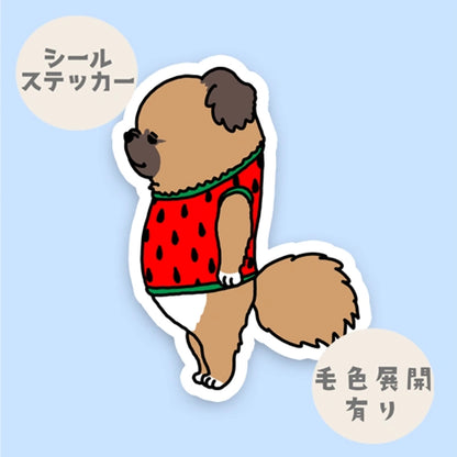 スイカのお洋服のチワペキちゃん。62-10