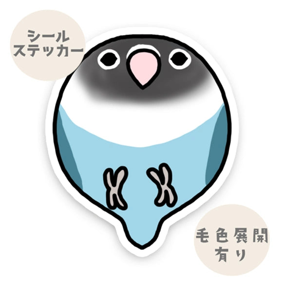 コロコロコボタンインコちゃん。