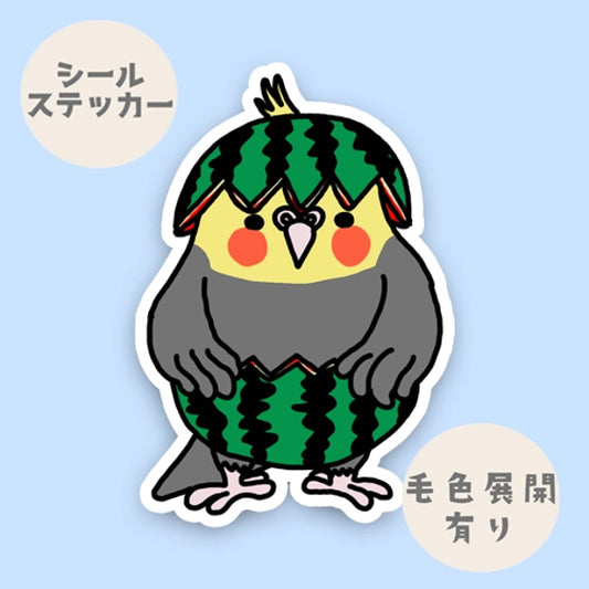 スイカオカメインコちゃん。