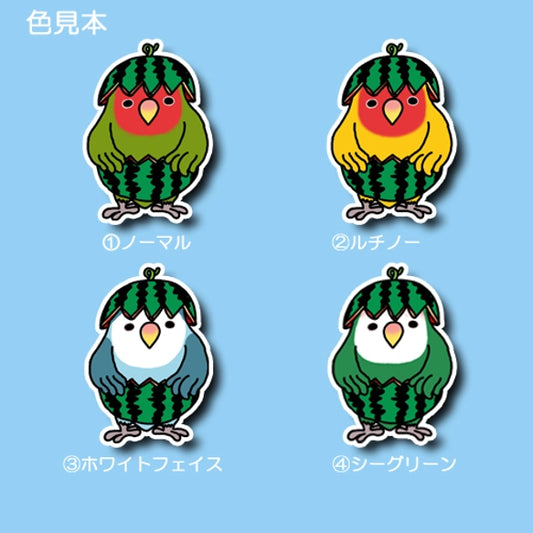 スイカコザクラインコちゃん。