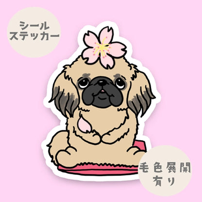 ペキニーズちゃんの春のご挨拶。97-