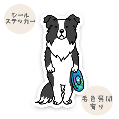 遊んでもらうの待ってるボーダーコリーちゃん。106-
