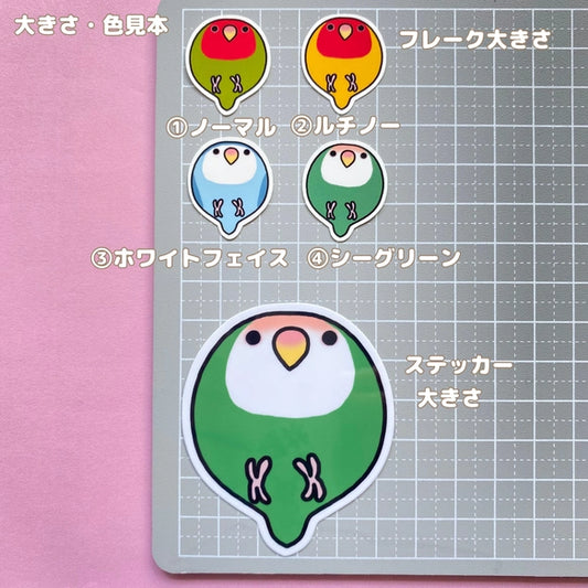 コロコロコザクラインコちゃん。