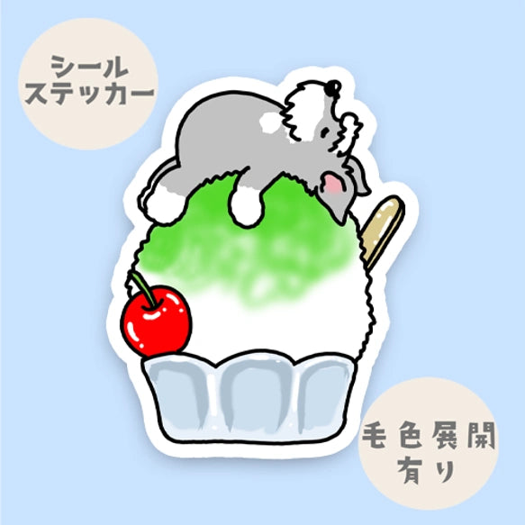 かき氷で冷えてるシュナウザーちゃん。44-6