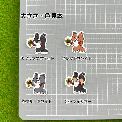 ボーダーコリーさんのフィラリア予防。106-
