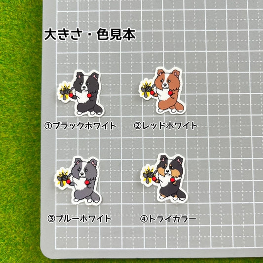 ボーダーコリーさんのフィラリア予防。106-