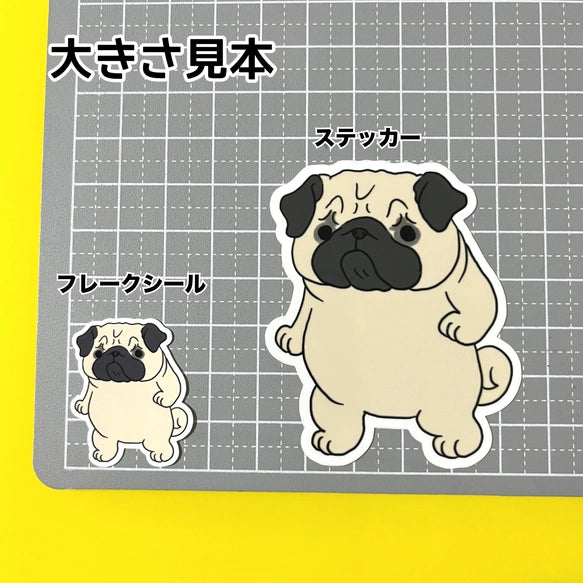 驚いて止まっちゃったパグちゃん。76-