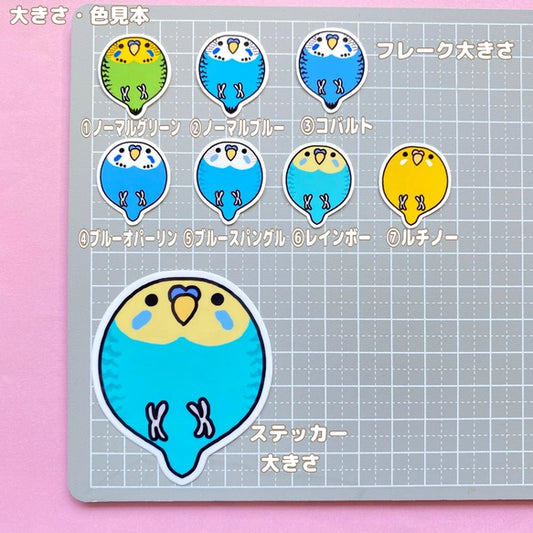 コロコロセキセイインコちゃん。